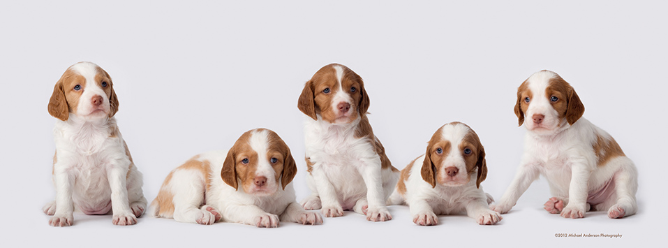 Here's my favorite puppy portraits from momma Jade's litter of Brittany Spaniels! Doesn't get much cutter than this!