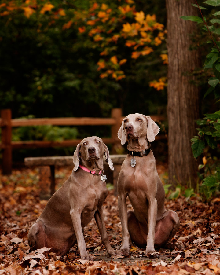 Mounds View photographer. Pet portrait of two Weimaraner dogs taken at Anderson's Portrait Park.
