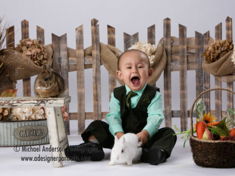 Eighteen month old Silas having fun with two real bunnies during his live bunny Easter portraits for 2015.