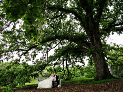 Minnesota Landscape Arboretum wedding photos of a bride & groom sitting on a bench under a huge oak tree.