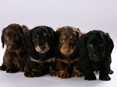 Studio portrait of four cute one month old long haired miniature Dachshund puppies. Image taken at the studio of Michael Anderson Photography in Mounds View, MN.