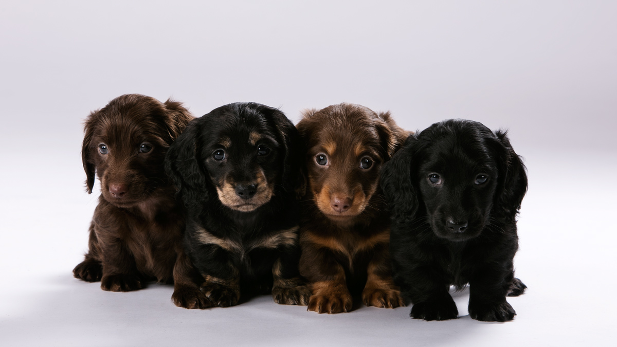 Mounds View MN Pet Photos Long Haired Miniature Dachshund