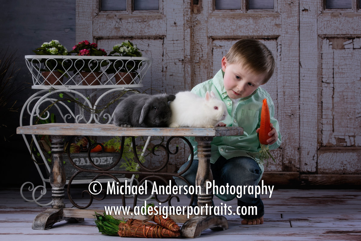 A cute three year old boy offers a carrot to our bunnies during his 2017 portraits with real bunnies.