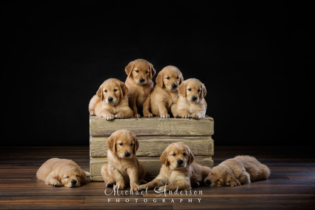 A cute studio pet portrait of eight adorable Golden Retriever puppies!