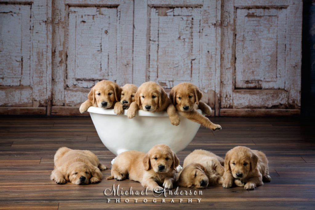 A super cute pet portrait of eight adorable Golden Retriever puppies in a bath tub!