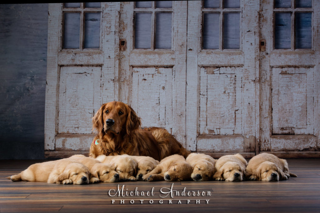 The proud momma watching over her eight, adorable, sleeping Golden Retriever puppies.