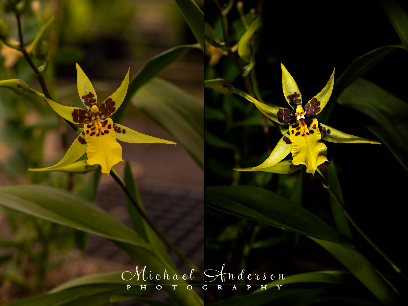 The before and after light painting photos of a Brassidium Gilded Urchin Ontario Orchid.