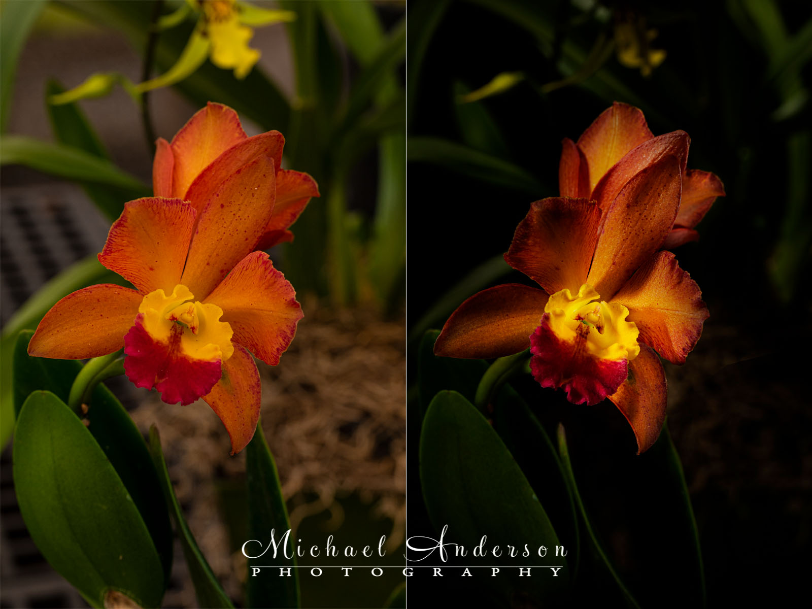 The before and after light painting photos of a pretty Cattleytonia Orchid.