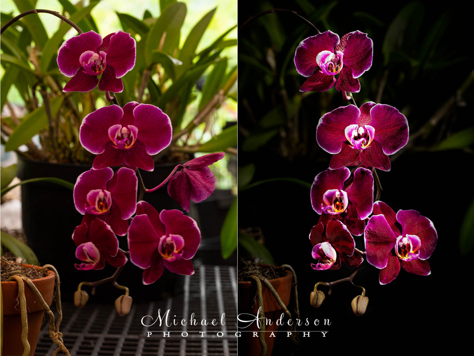 Before and after light painting photographs of a Classic Phalaenopsis Orchid.