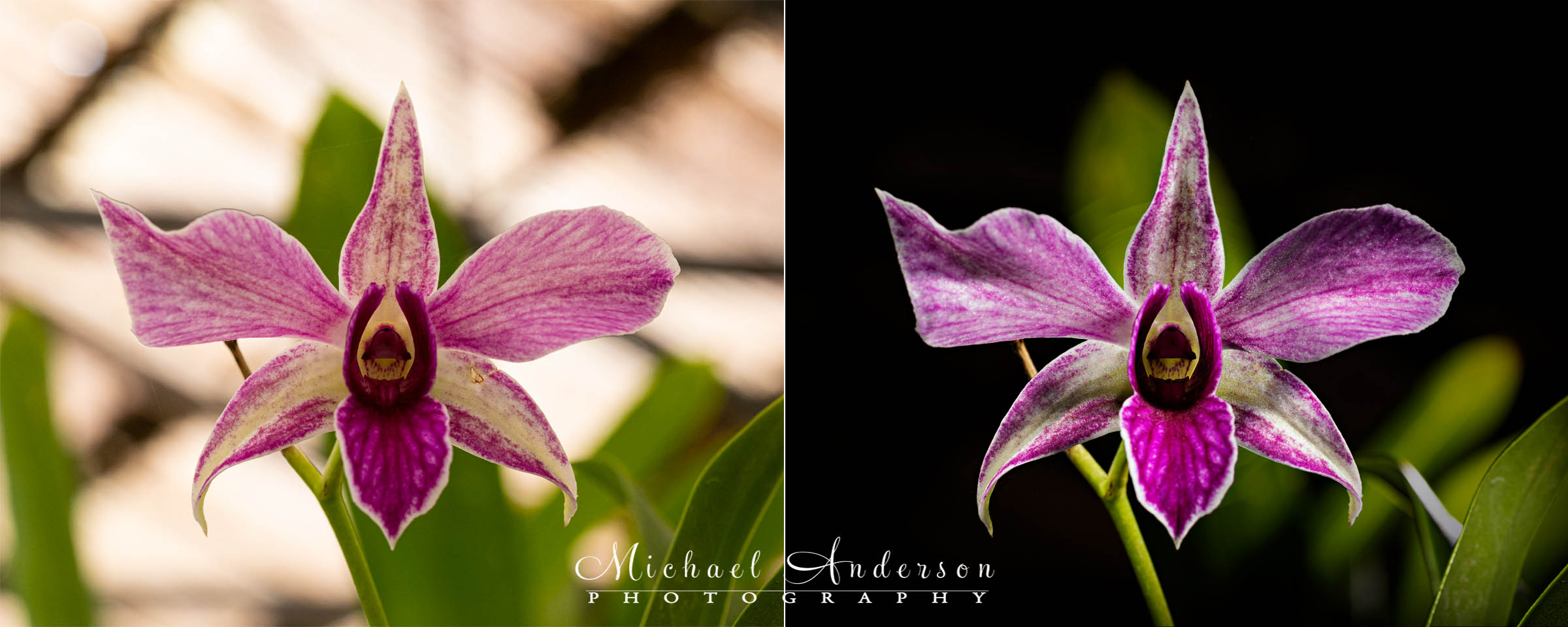 A before and after photograph of the stunning Dendrobium “Fire Wings” Orchid.