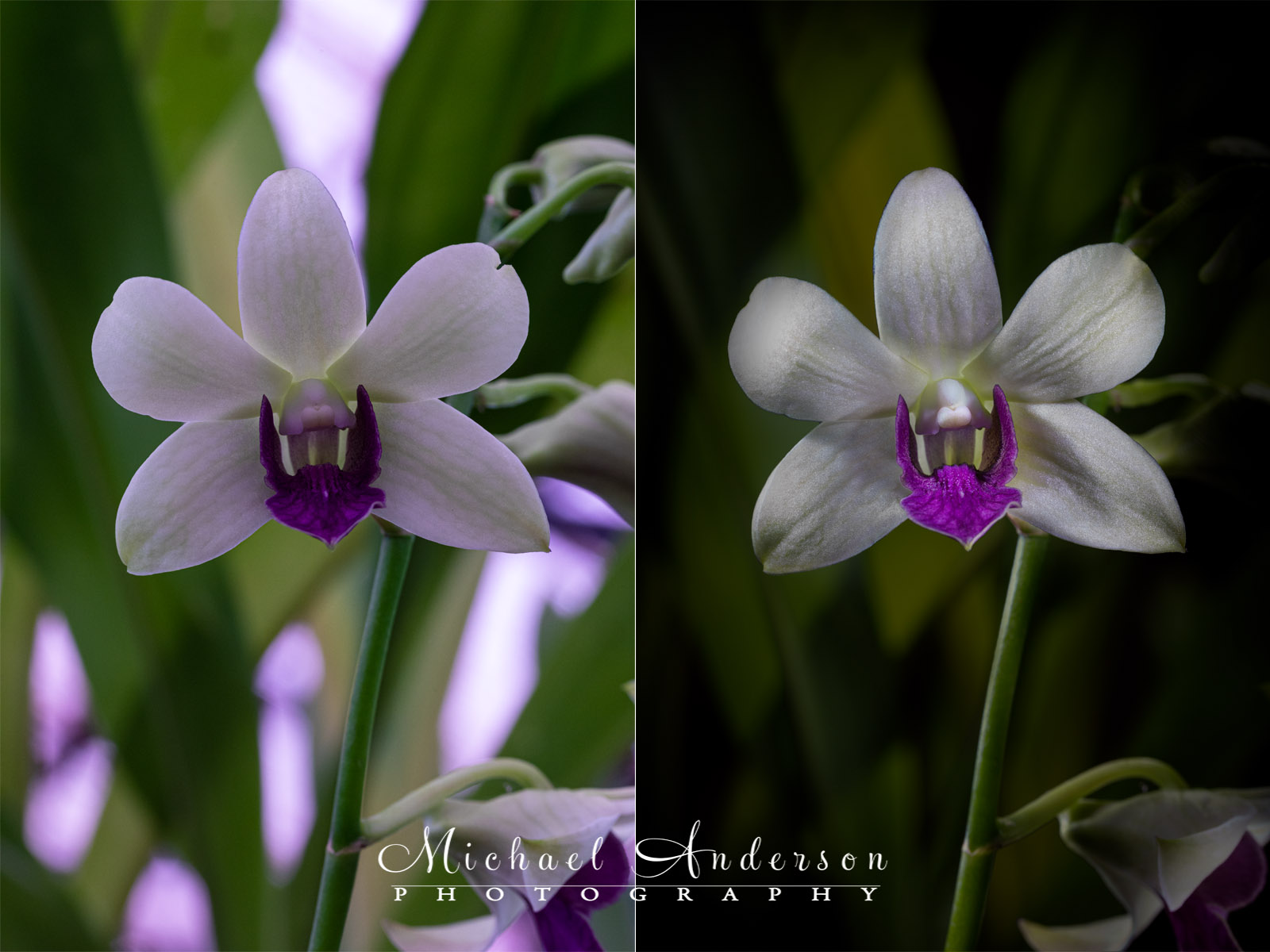 A before and after light painted photograph of a beautiful Dendrobium Orchid.