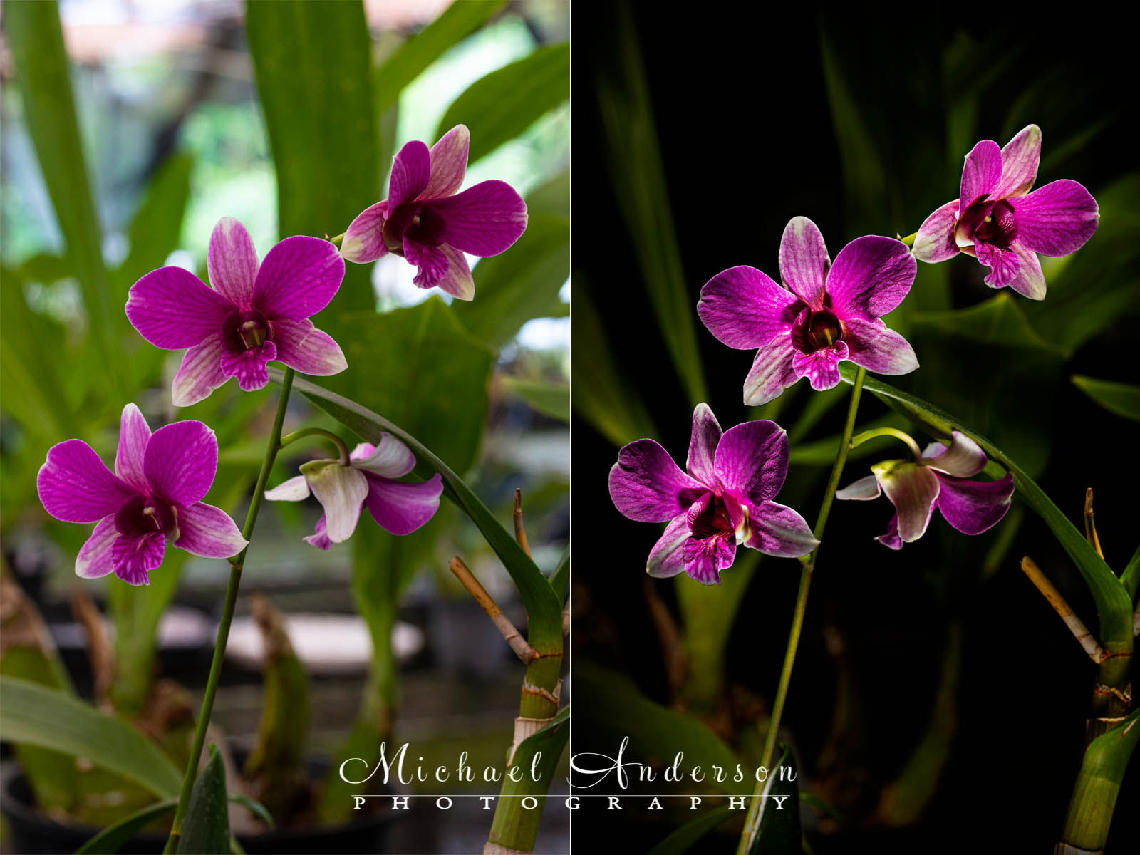 The before and after light painting photos of a Mangosteen Dendrobium Orchid.