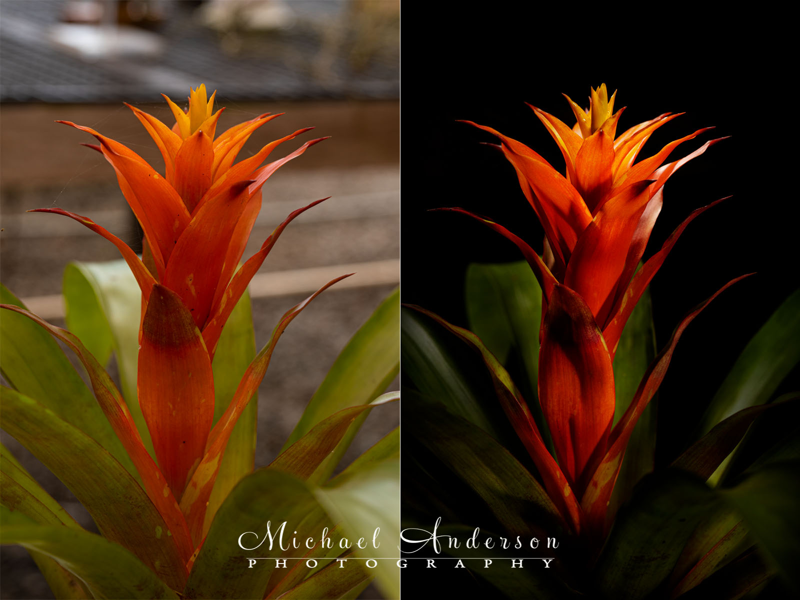 The before and after light painting photos of a beautiful Orange Bromeliad.