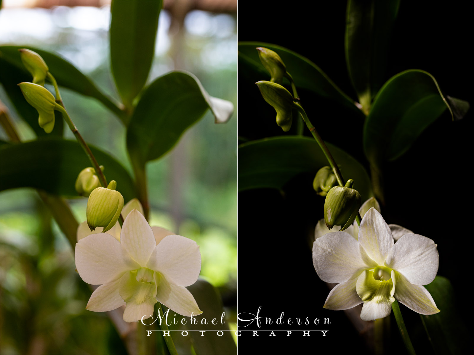 The before and after light painting photos of a White Dendrobium.