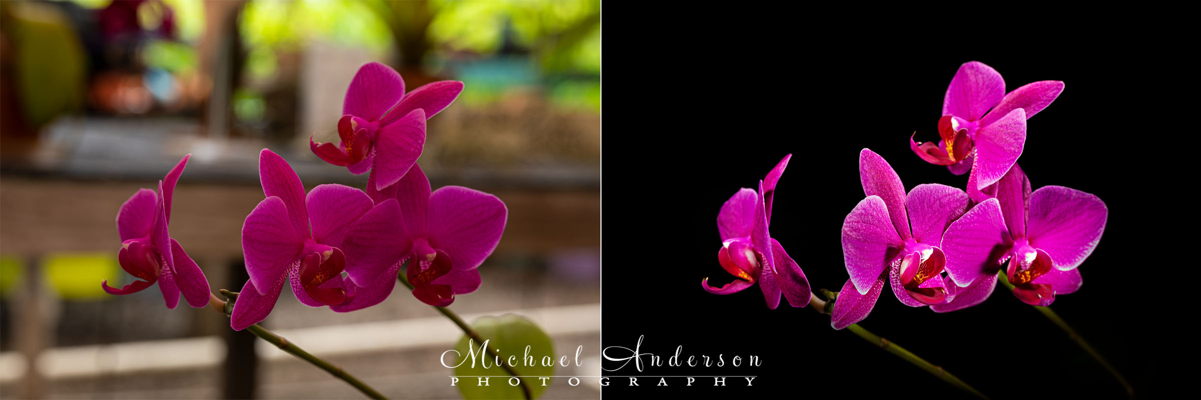 The before and after light painting photos of a Phalaenopsis Orchid.