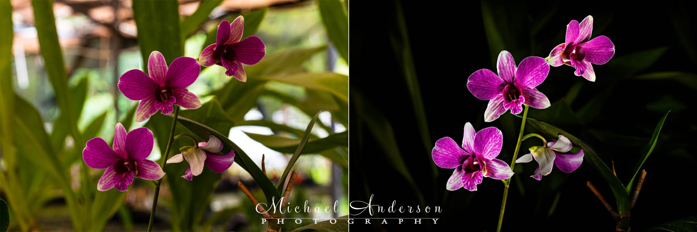 The before and after light painting photos of a beautiful Mangosteen Dendrobium orchid.