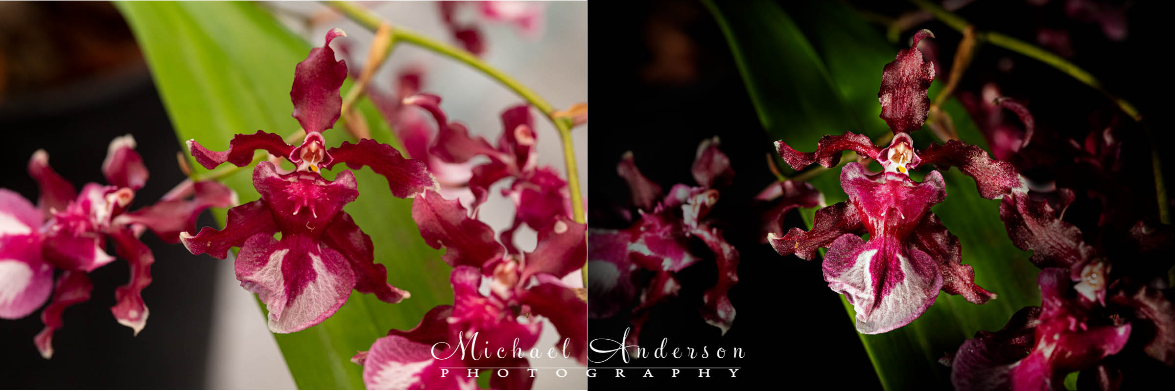 The before and after light painting photos of the tiny Oncidium Sharry Baby Orchid.
