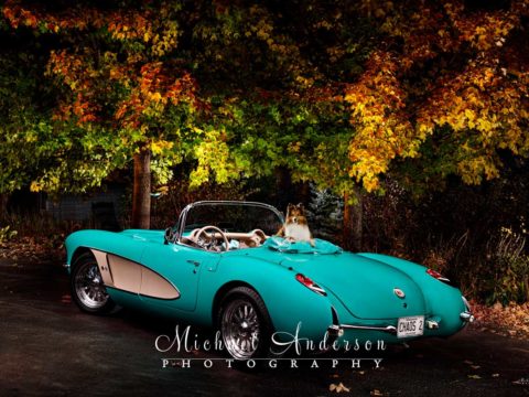 A pretty pet portrait of a Sheltie combined with a light painted photo of a 1957 C1 Corvette.