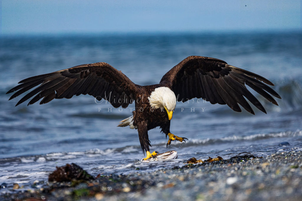 A bald eagle eating salmon on Kachemak Bay, Alaska.