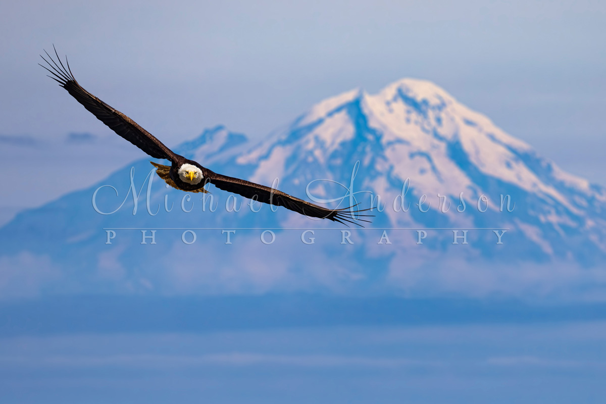 Soaring bald eagle Kenai Mountains Kachemak Bay, Alaska.