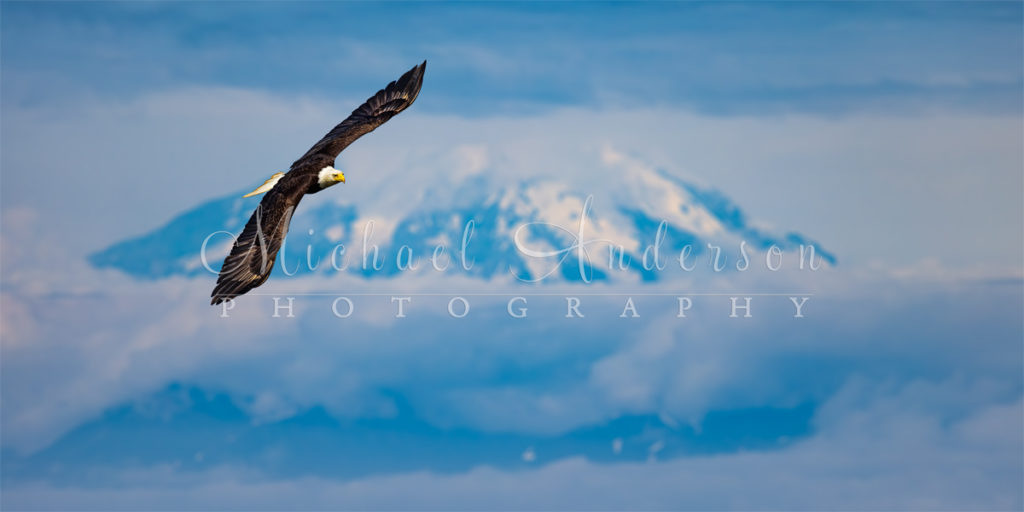 Soaring bald eagle Kenai Mountains Kachemak Bay, Alaska.