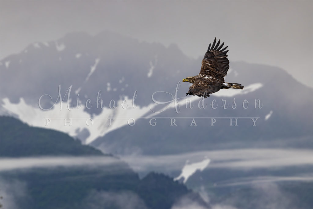 An immature bald eagle soaring over Alaska.