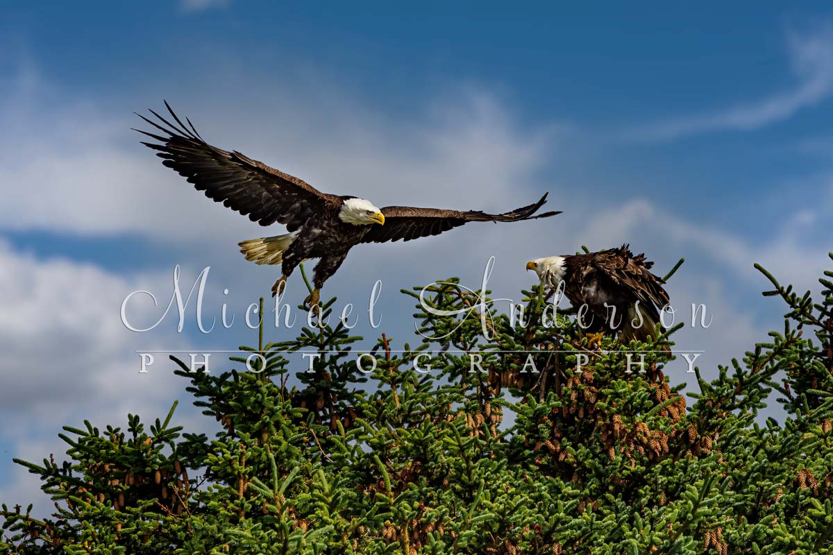 Bald eagles fighting in the treetops near Homer, Alaska.