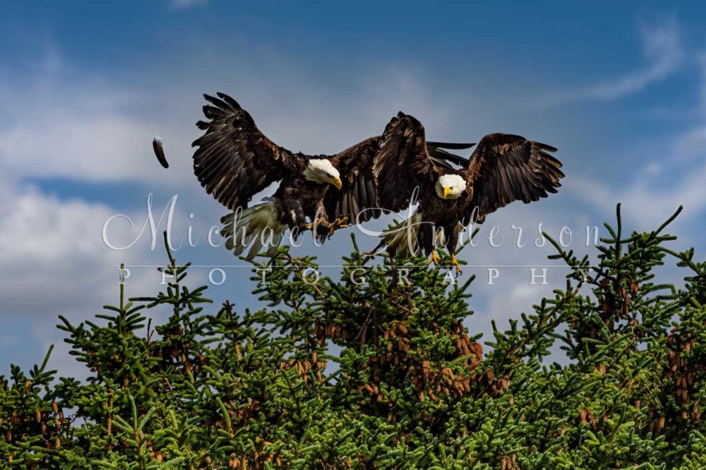 Two bald eagles fighting in the treetops near Homer, Alaska.