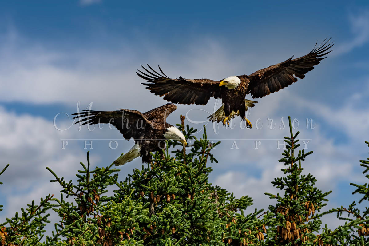 Bald eagles fighting in the treetops in Alaska.