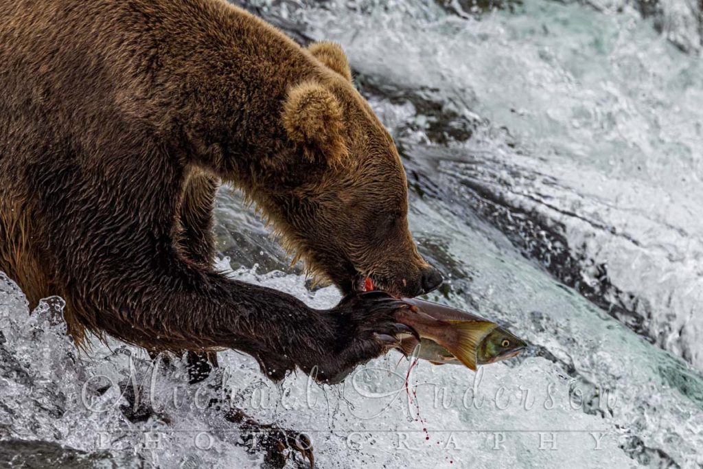 A brown bear taking a bit out of a salmon at Brooks Falls, Alaska. Photo was taken on a photography tour with Michael Anderson Photography in Katmai National Park in Alaska.