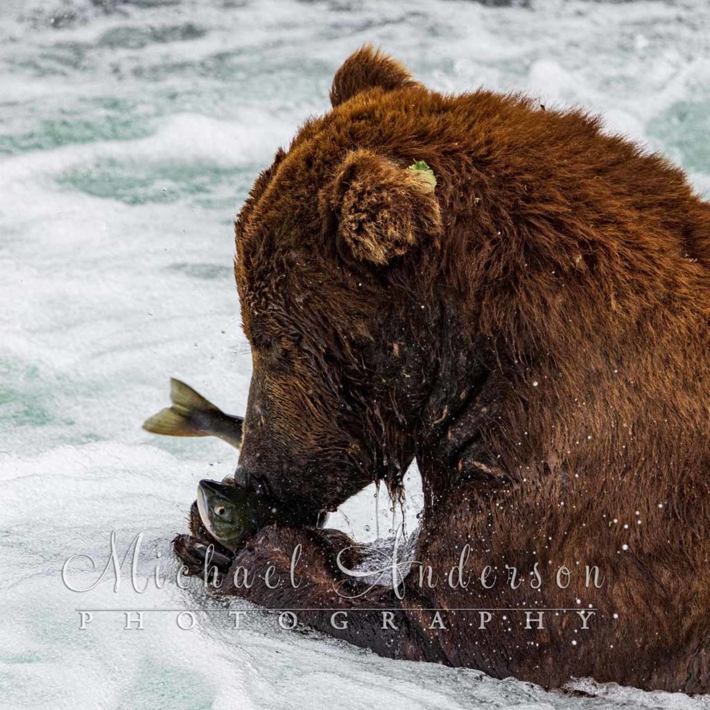 A very large brown bear holding a salmon in its claws at Brooks Falls, Alaska. Photo was taken on a photography tour with Michael Anderson Photography in Katmai National Park in Alaska.