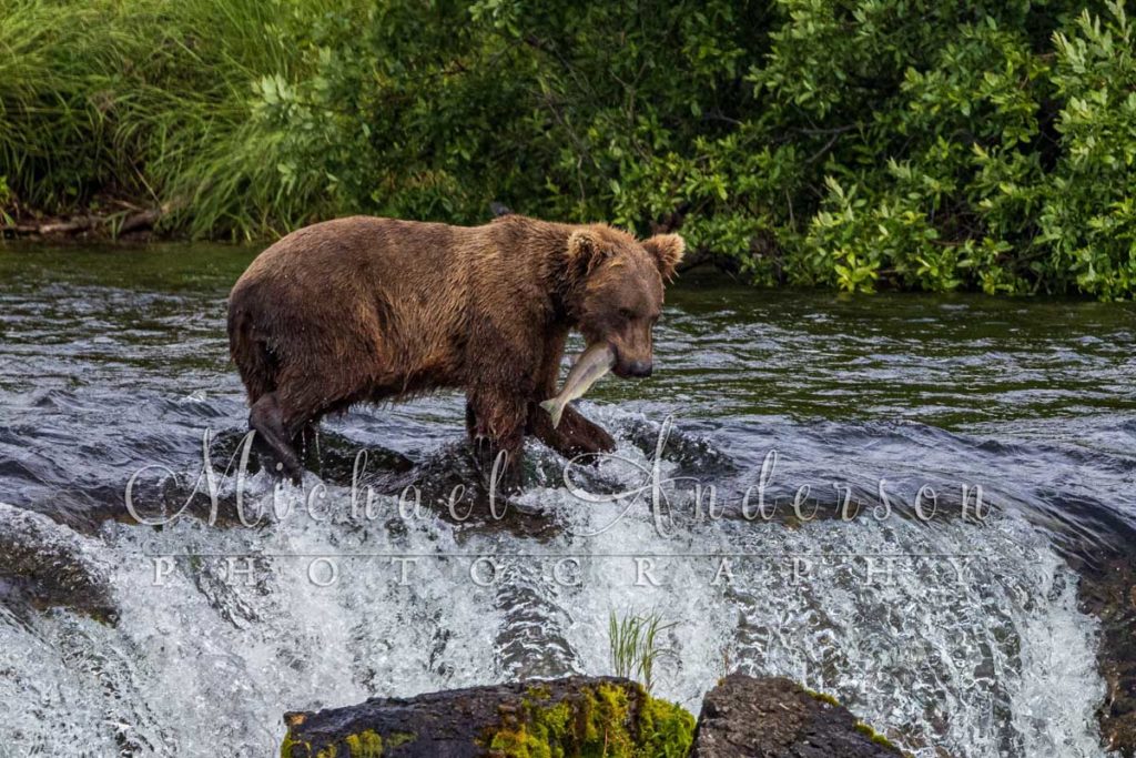 A big brown bear, standing on top of Brooks Falls with a salmon in its mouth.