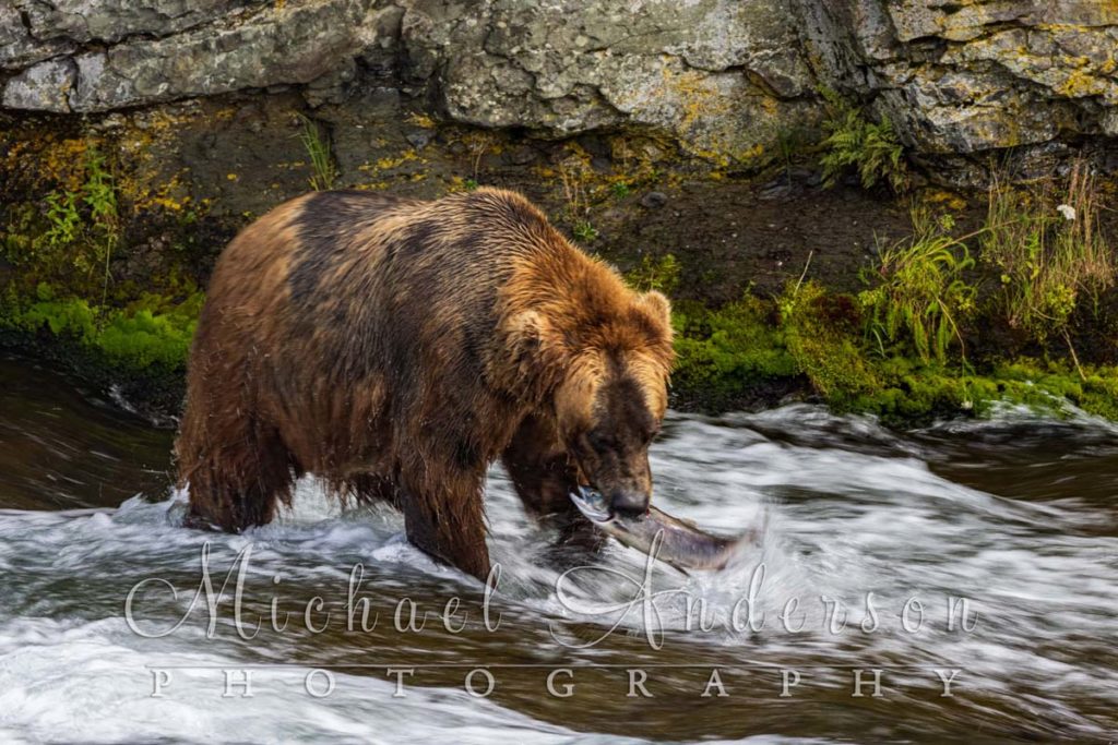 A very large brown bear carries his lunch (salmon) in Brooks River, Alaska.