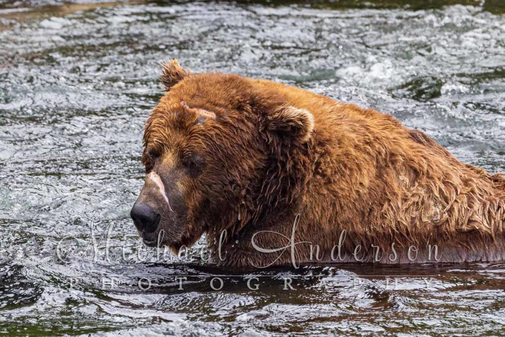 A huge, scar faced, brown bear at Brooks River in Alaska.