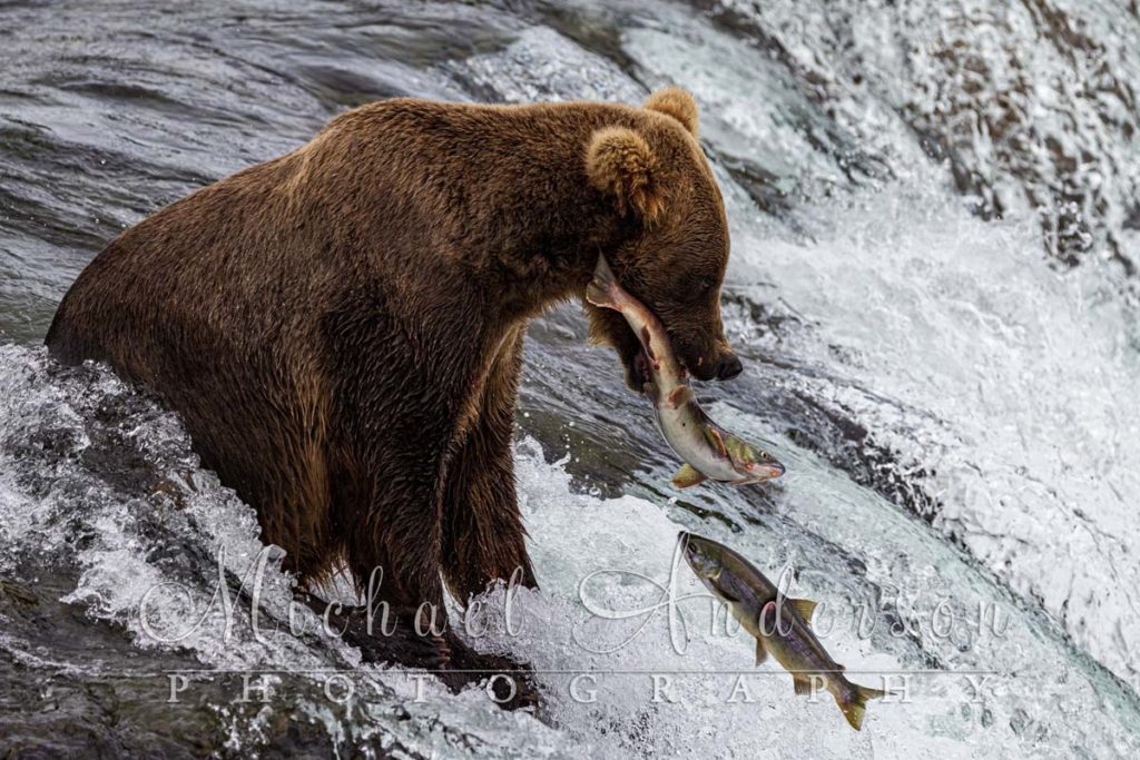 A brown bear, with a freshly caught salmon in its mouth, at Brooks Falls, Alaska.