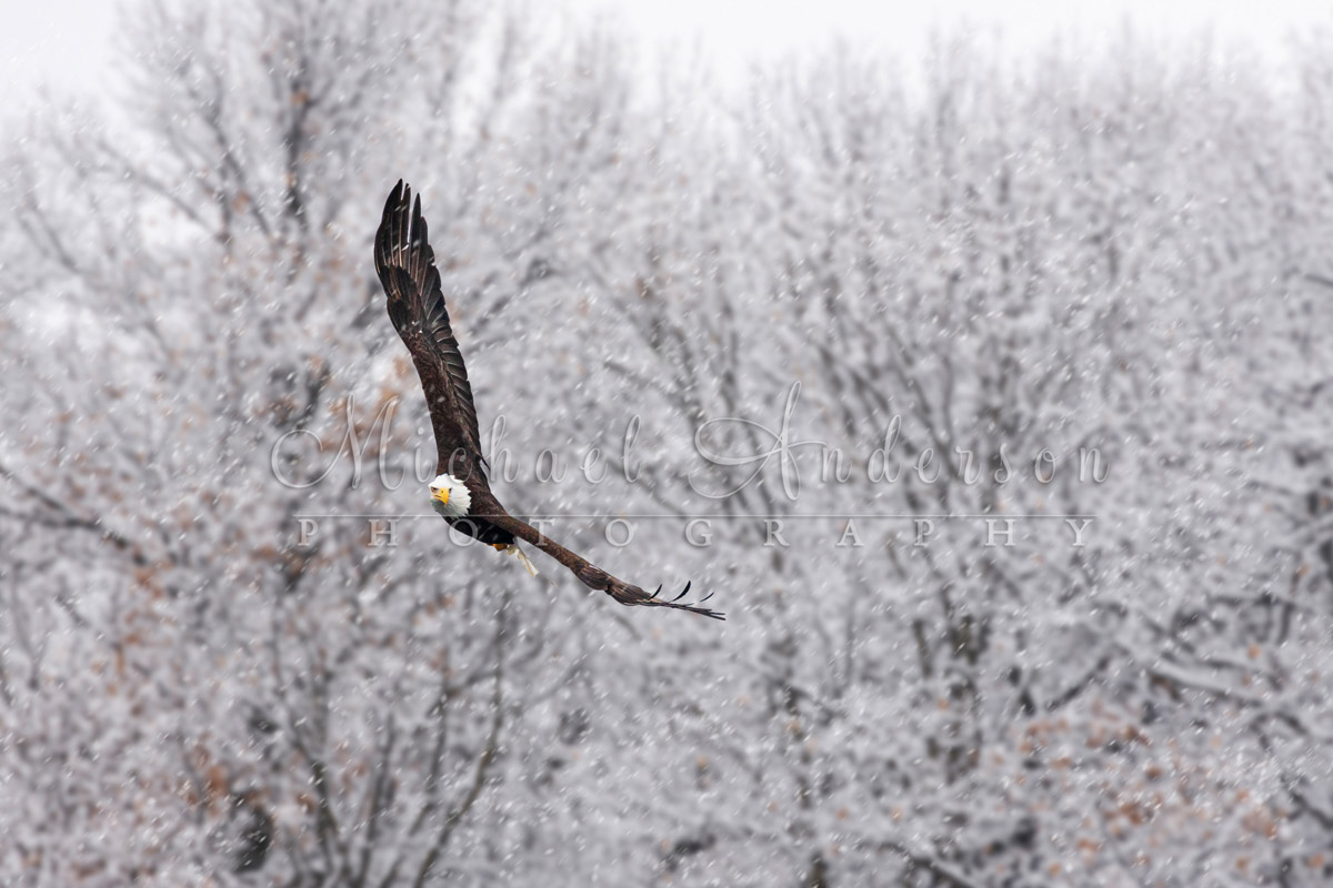 Bald eagle flying in a snow storm in Minnesota.