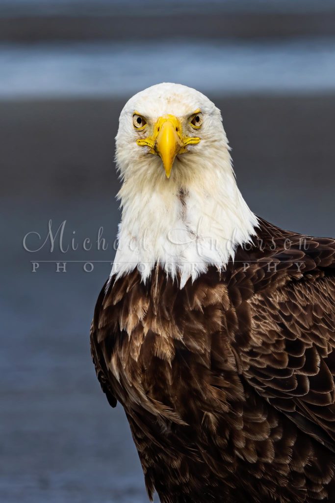 Head and shoulder portrait of a bald eagle in Alaska. Photo was taken during on of Michael Anderson Photography Tours to Alaska.