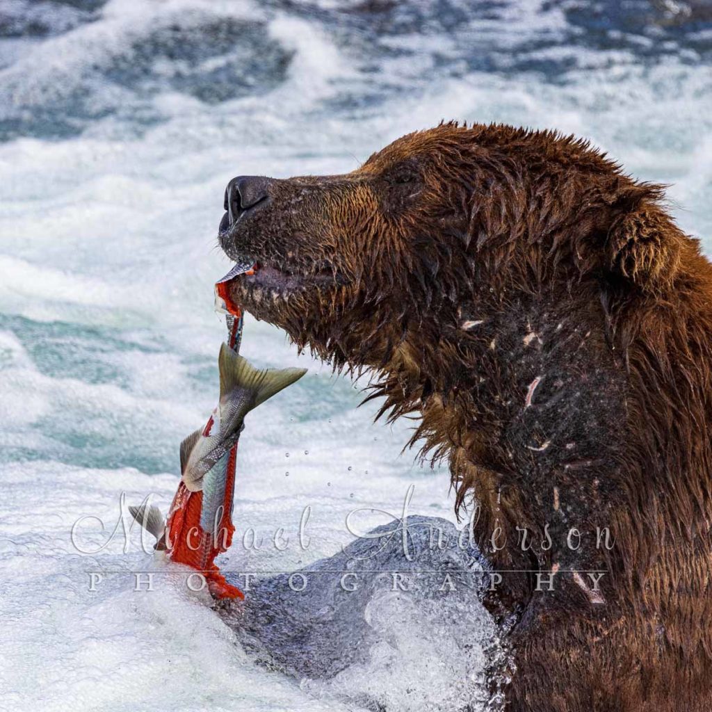 A brown bear eating salmon in the Brooks River in Alaska.