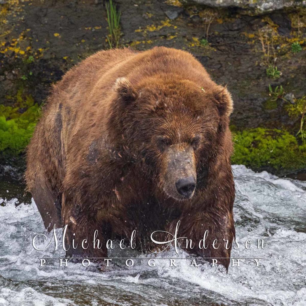 A huge brown bear searching for salmon in the Brooks River in Alaska.