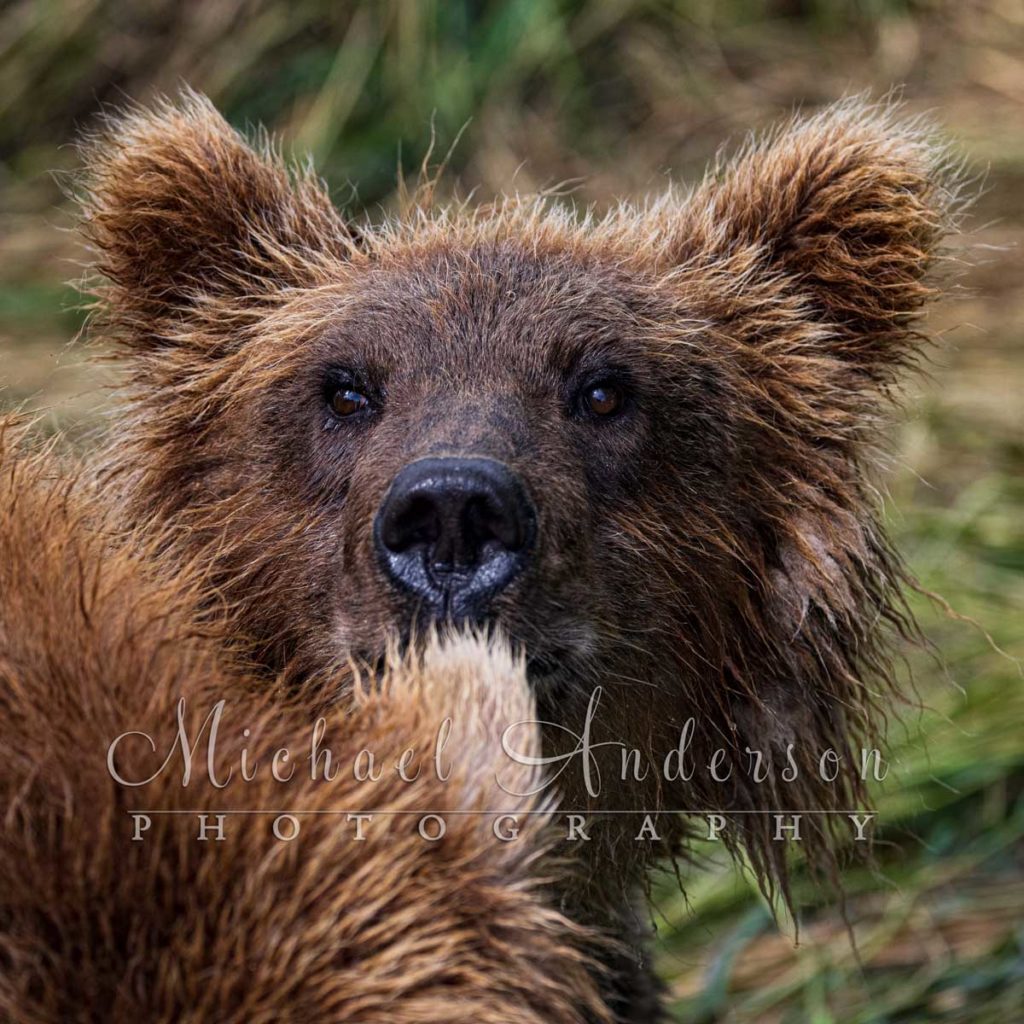 Brown bear cub peaking from behind its mother in Katmai National Park, Alaska.