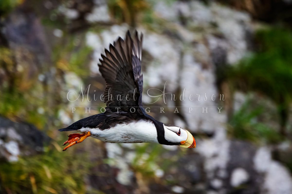 A Horned Puffin flying in Kenai Fjords Nation­al Park.