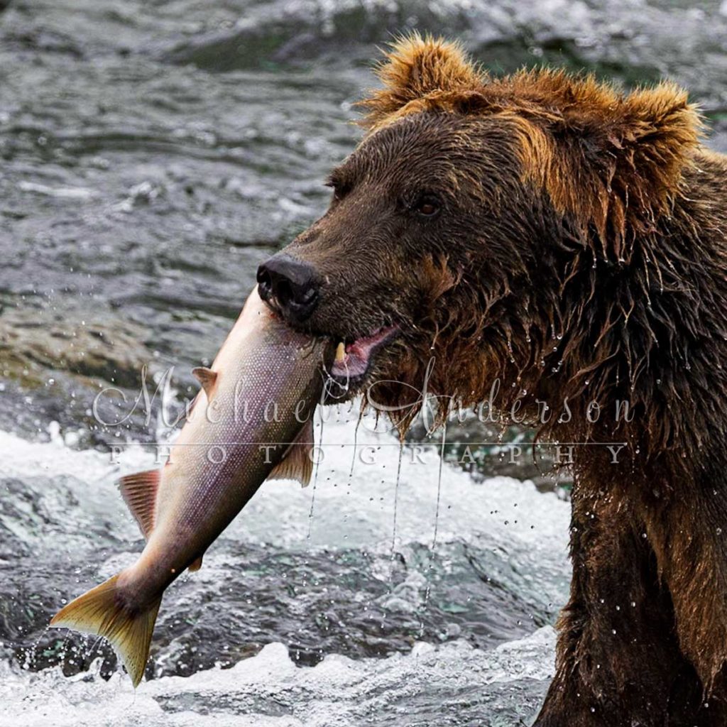 A large brown bear carrying his salmon at Brooks Fall, Alaska. Photo was taken during one of Michael Anderson Photography Tours to Alaska.