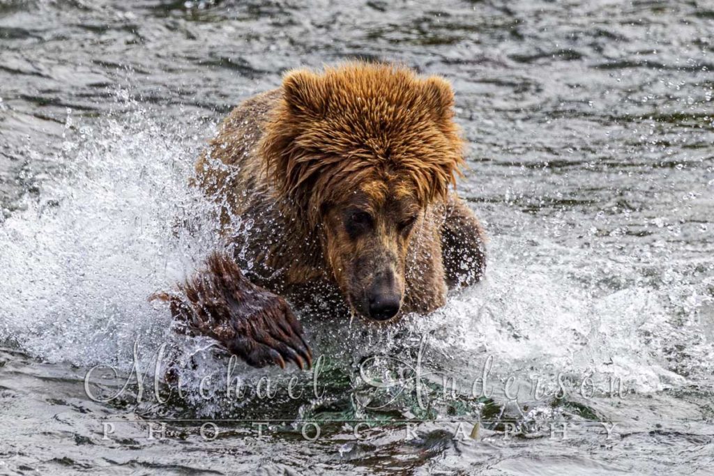A brown bear diving for salmon in Brooks River in Alaska.