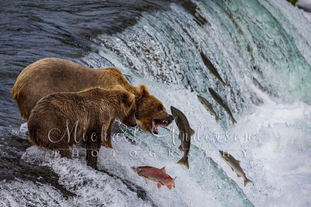 PPhoto was taken during one of Michael Anderson Photography Tours to Alaska.