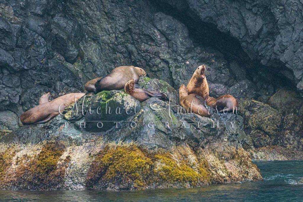 Stellar Sea Lions in Kenai National Park. Photo was taken during one of Michael Anderson Photography Tours to Alaska.