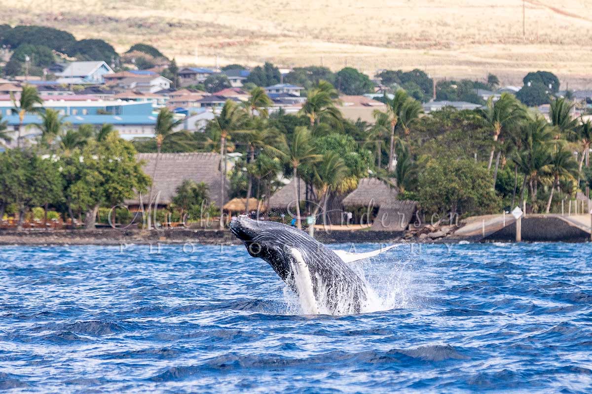 A young humpback whale breaching near the town of Lahaina in 2020. Many homes and businesses are seen in the background. All of them burned to the ground in the wildfires of 2023.