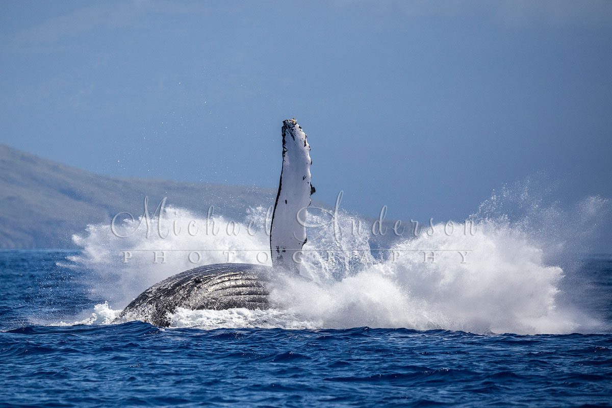 The huge splash from a humpback whale breach!