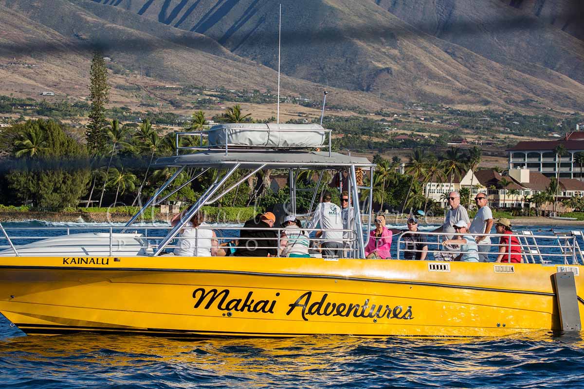 The Makai Adventures boat, Kainalu, on a whale watch in the winter of 2020.