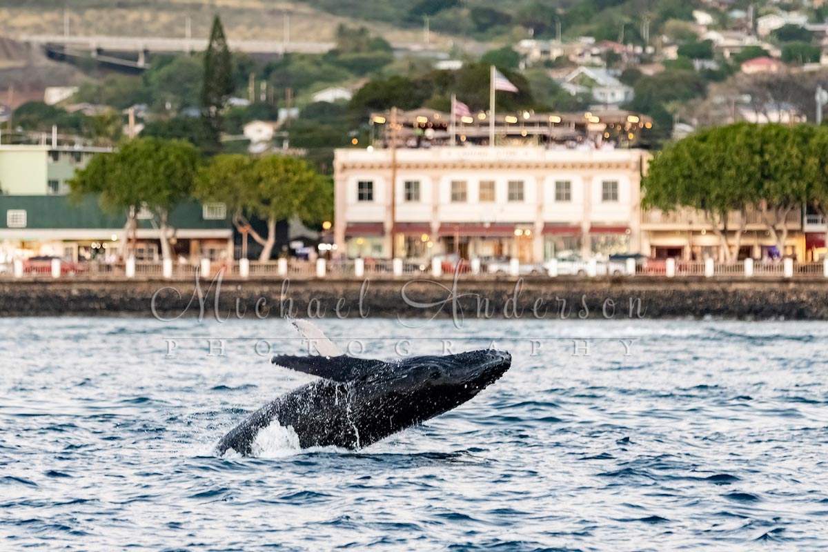 A young humpback whale breaching in the Lahaina Harbor in 2020. The restaurant Fleetwood's On Front Street, and other shops, are seen in the background. All are now gone due to the wildfires of 2023.