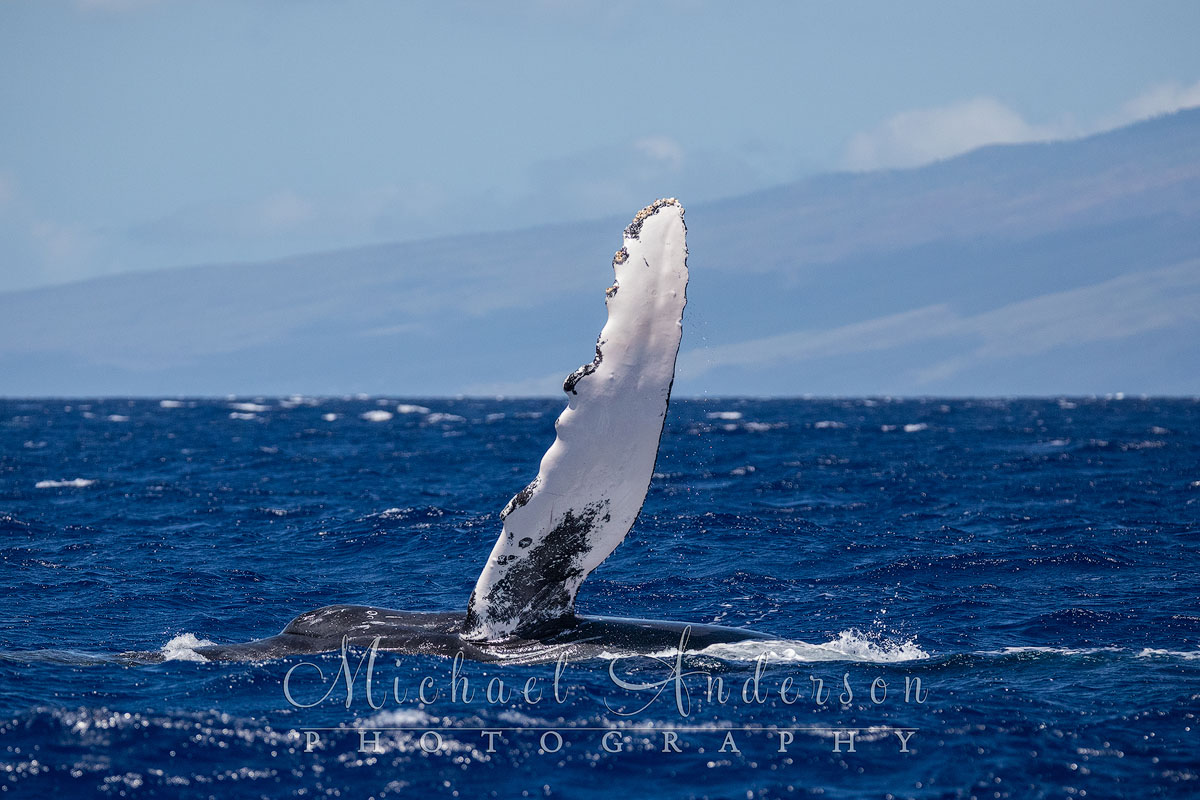 A Humpback whale showing its pectoral fin.